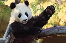 Image result for panda saying hello